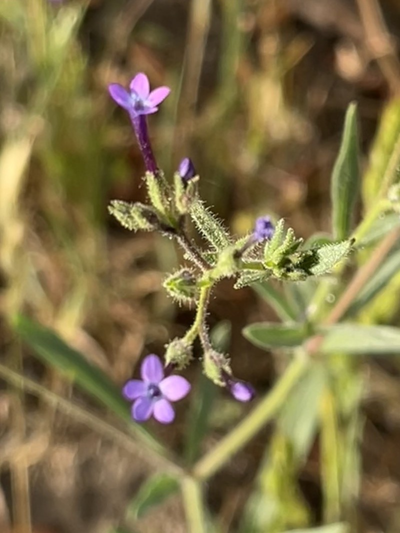 Purple False Gilyflower photo 7