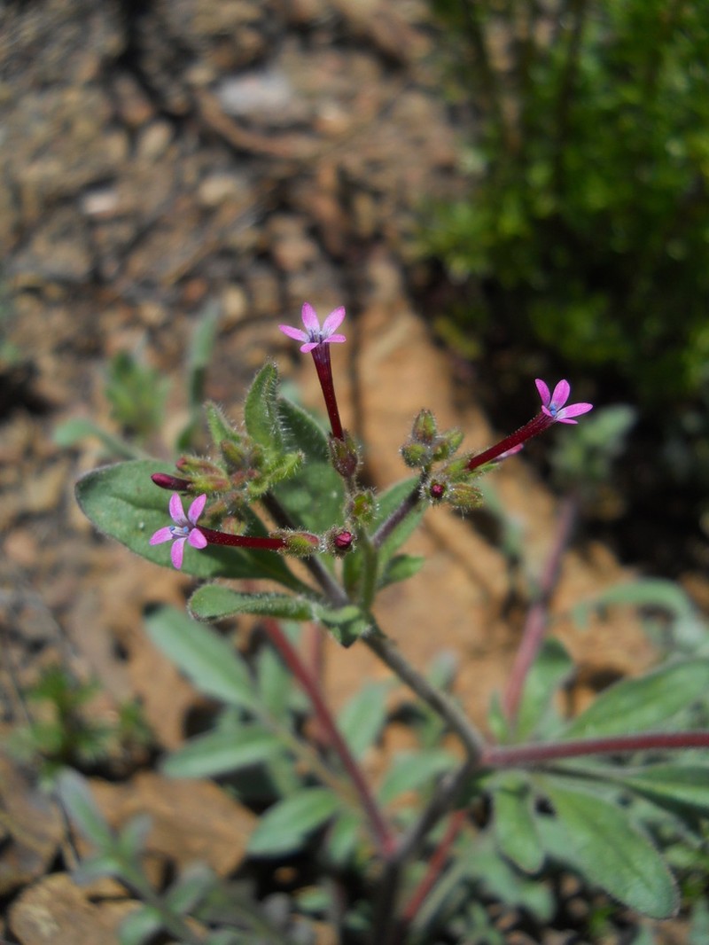 Purple False Gilyflower photo 8