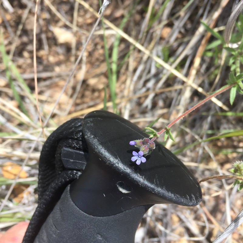 Dense False Gilyflower