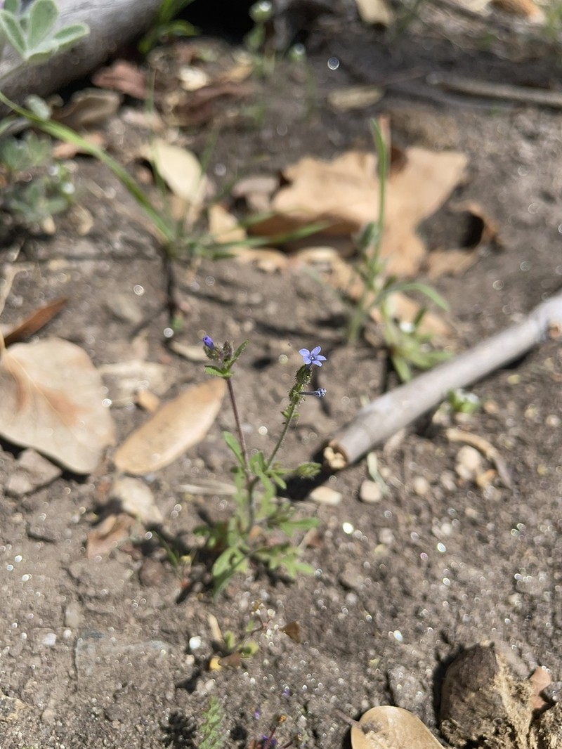 Dense False Gilyflower photo 2