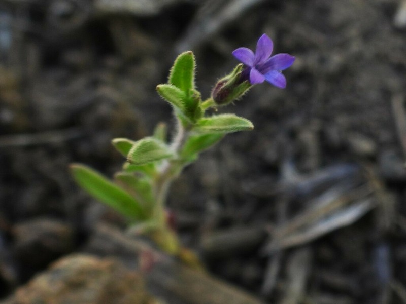Dense False Gilyflower photo 3