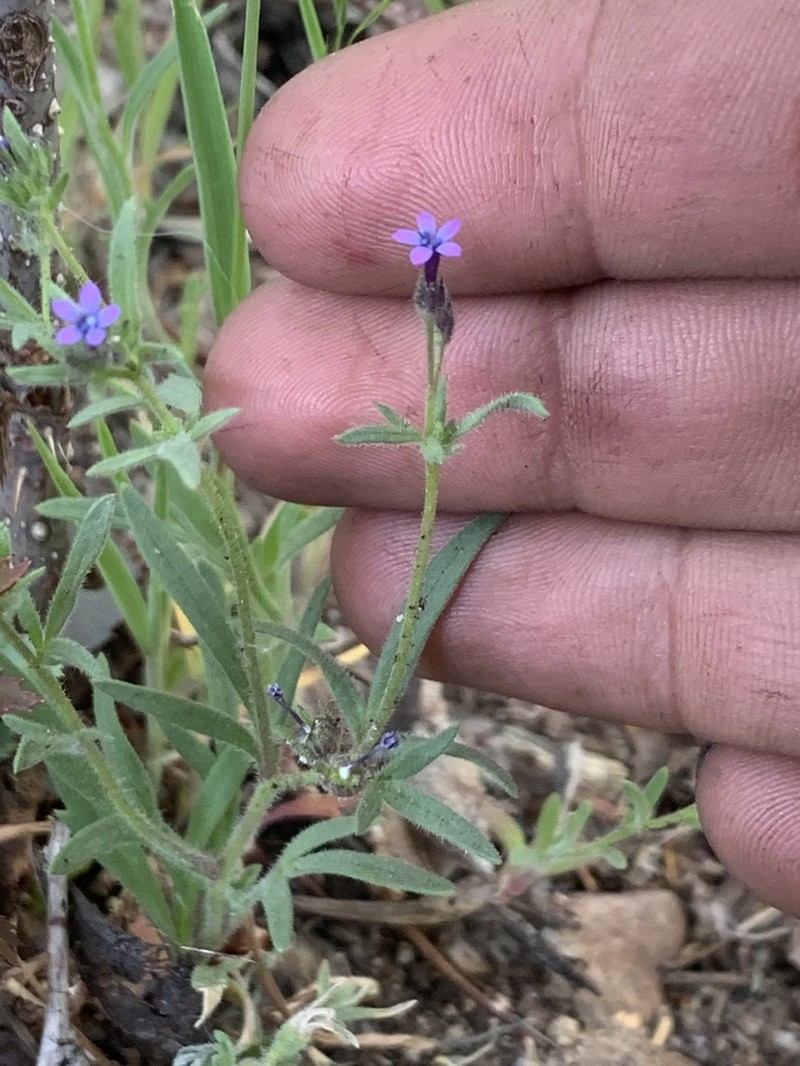 Dense False Gilyflower photo 4