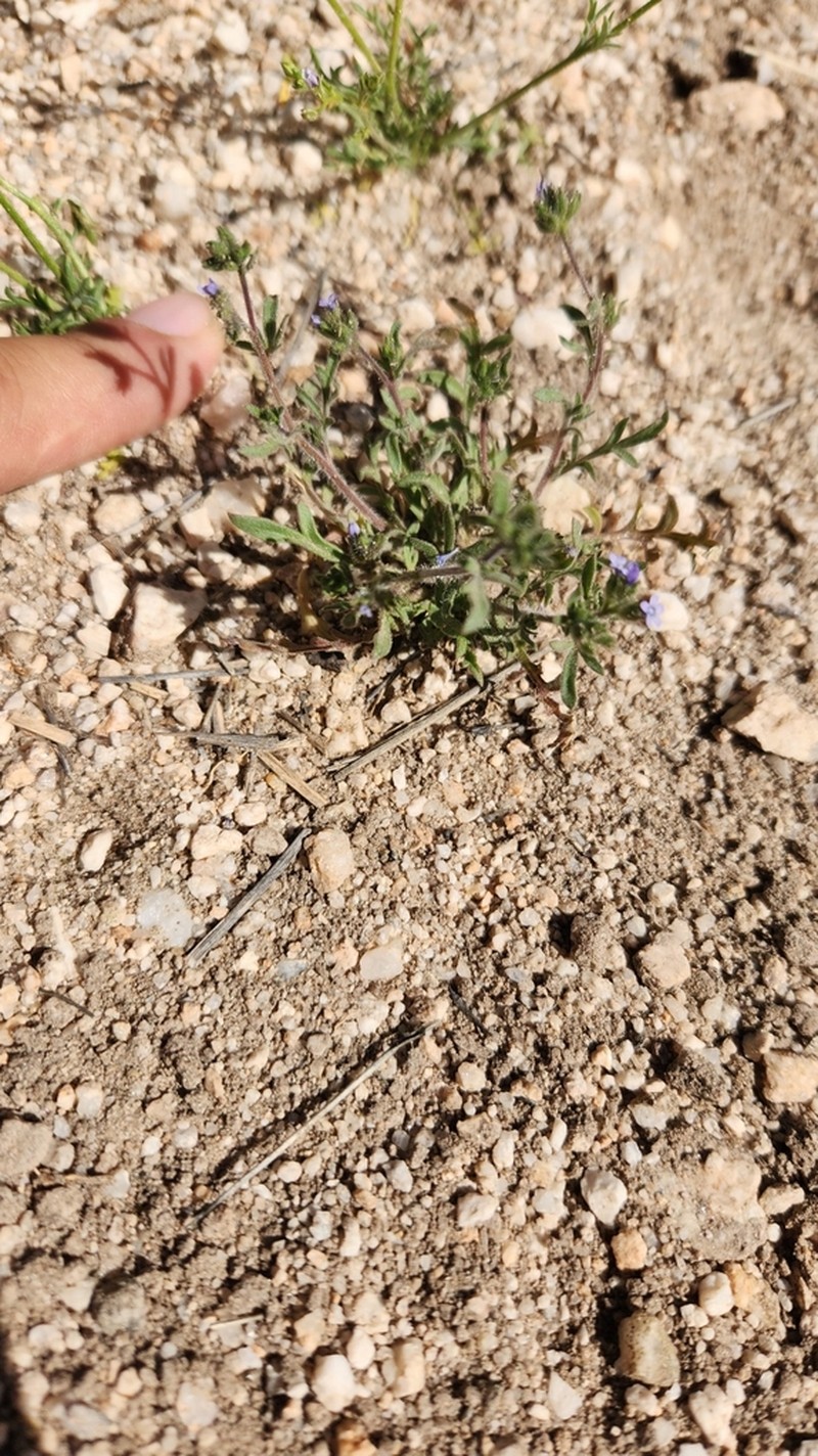 Dense False Gilyflower photo 5