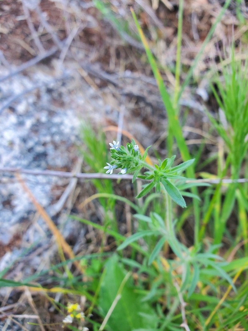 Dense False Gilyflower photo 6