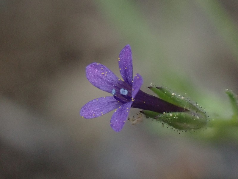 Dense False Gilyflower photo 7