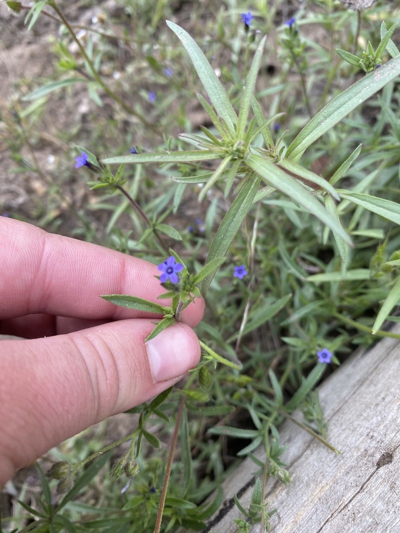 Dense False Gilyflower photo 8