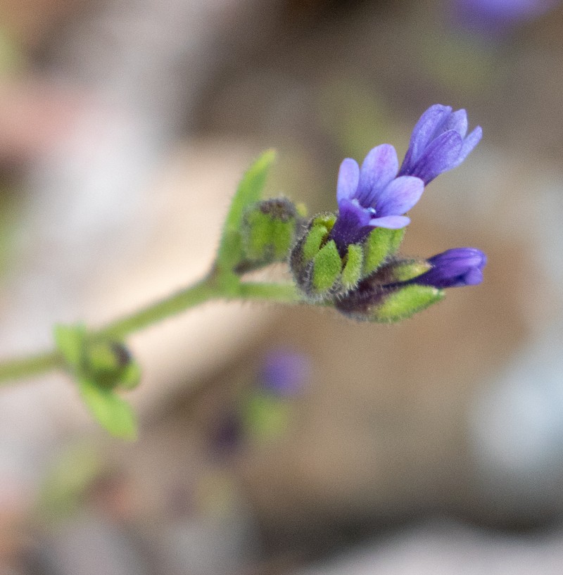 Allophyllum gilioides subsp. gilioides