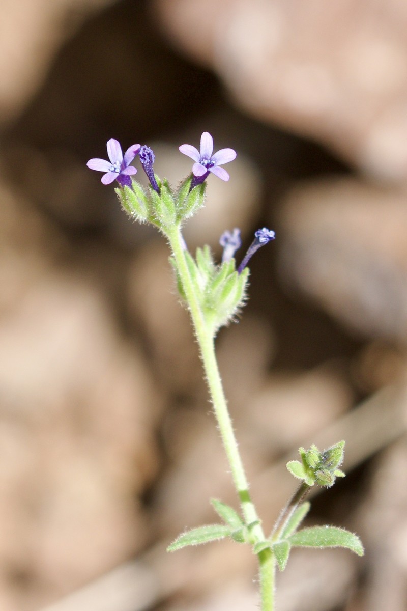 Allophyllum gilioides subsp. gilioides photo 2