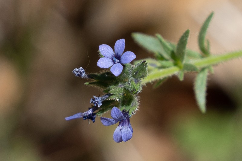 Allophyllum gilioides subsp. gilioides photo 3