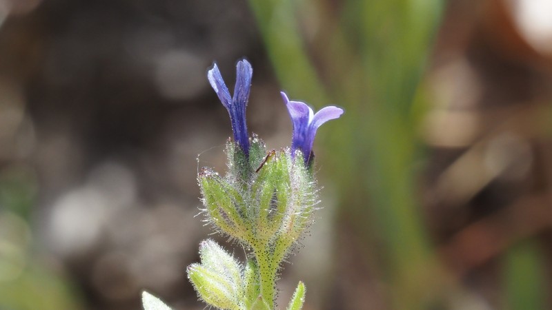 Allophyllum gilioides subsp. gilioides photo 4