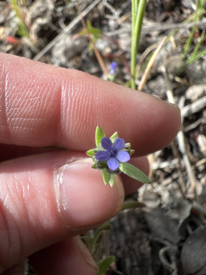 Allophyllum gilioides subsp. gilioides photo 5