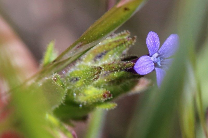 Allophyllum gilioides subsp. gilioides photo 6