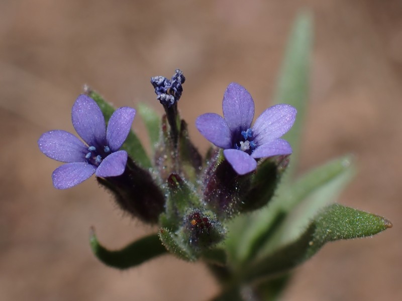 Allophyllum gilioides subsp. gilioides photo 7