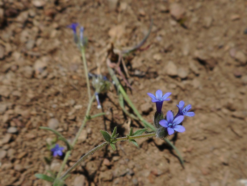 Allophyllum gilioides subsp. gilioides photo 8