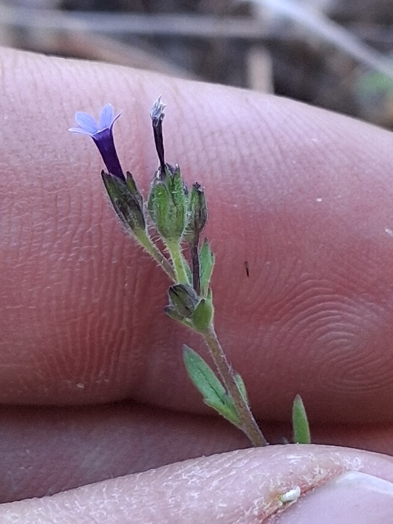 Allophyllum gilioides subsp. violaceum