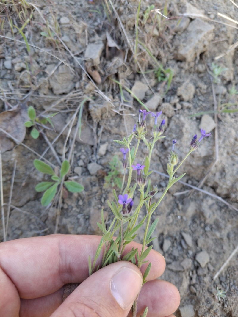 Allophyllum gilioides subsp. violaceum photo 2