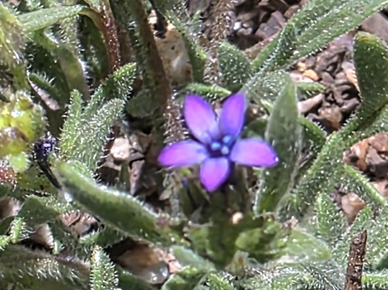Allophyllum gilioides subsp. violaceum photo 3
