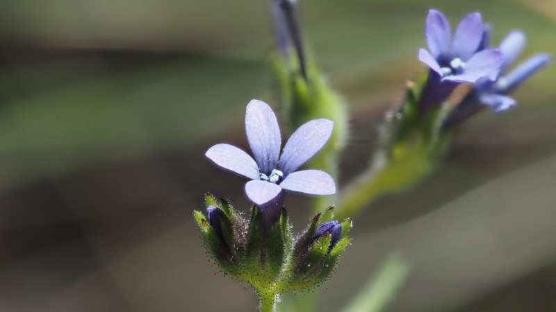 Allophyllum gilioides subsp. violaceum photo 4