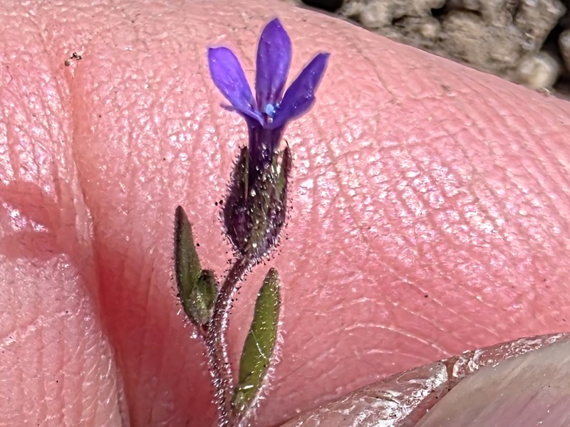 Allophyllum gilioides subsp. violaceum photo 5