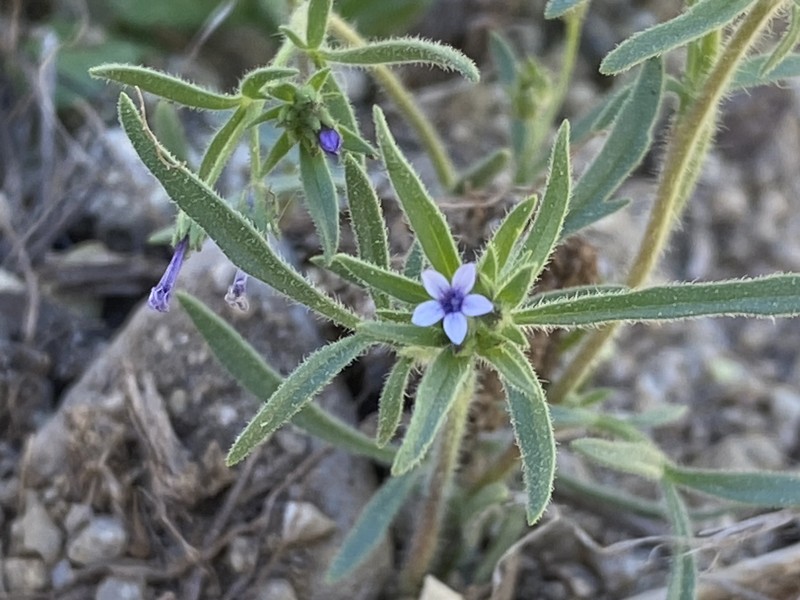 Allophyllum gilioides subsp. violaceum photo 6