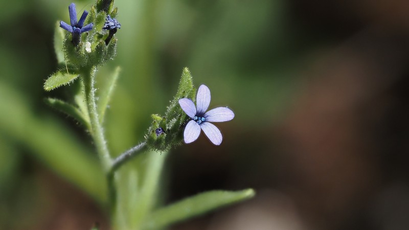 Allophyllum gilioides subsp. violaceum photo 7