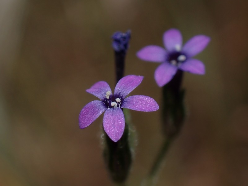 Allophyllum gilioides subsp. violaceum photo 8