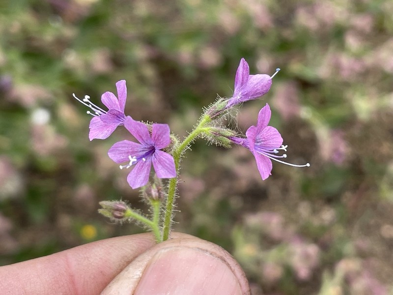 Sticky False Gilyflower