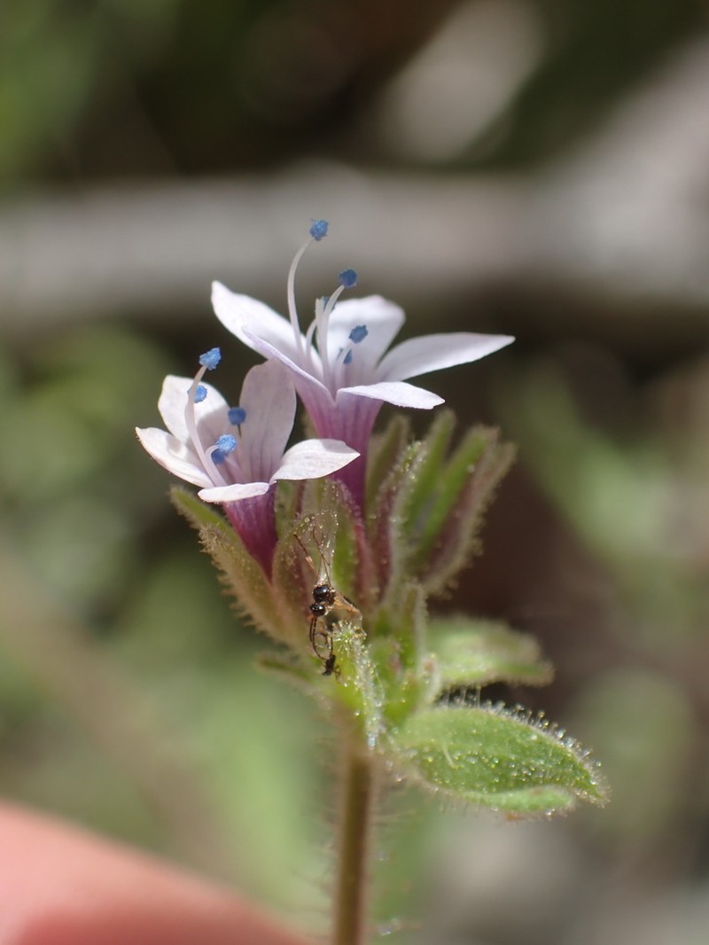 Sticky False Gilyflower photo 2