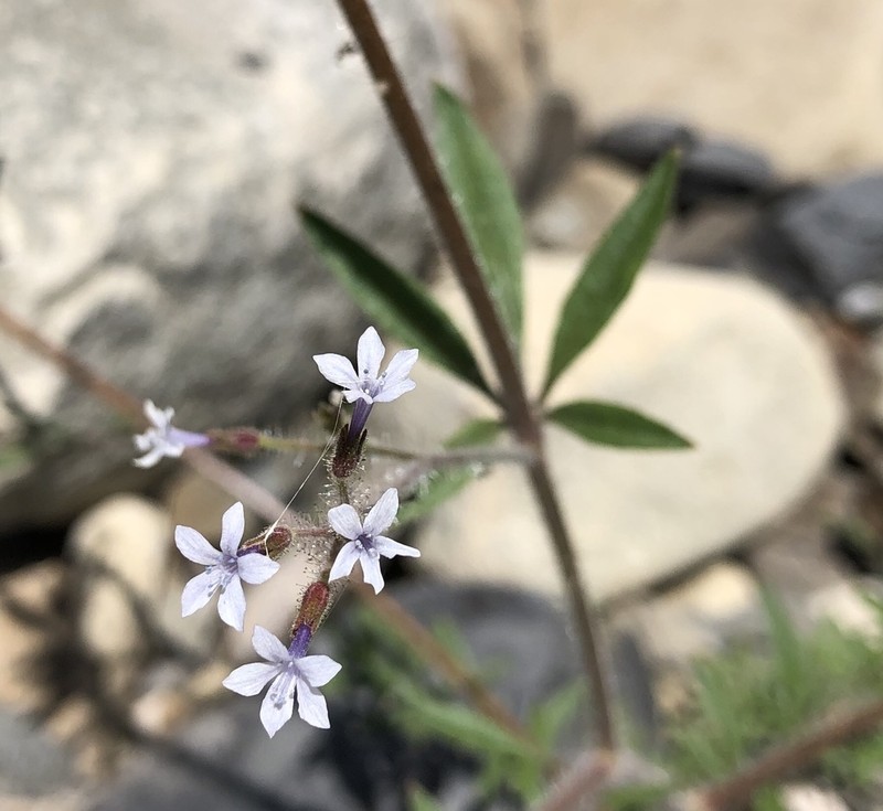 Sticky False Gilyflower photo 3