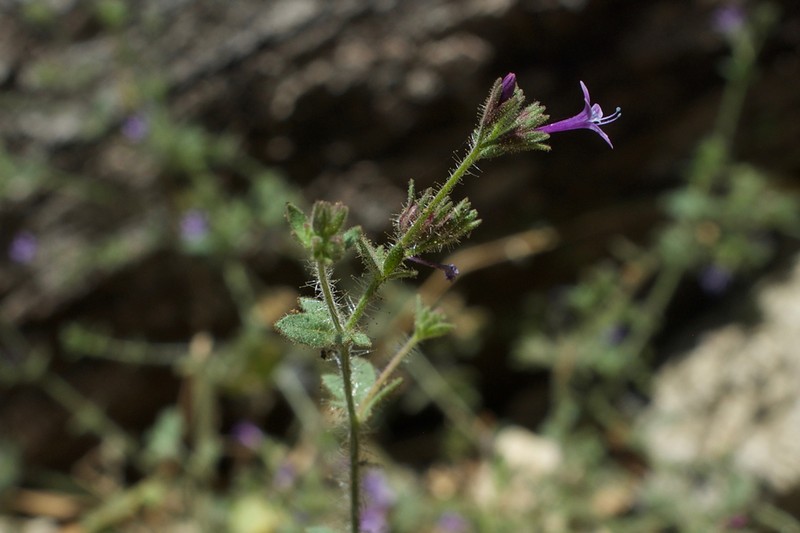 Sticky False Gilyflower photo 4