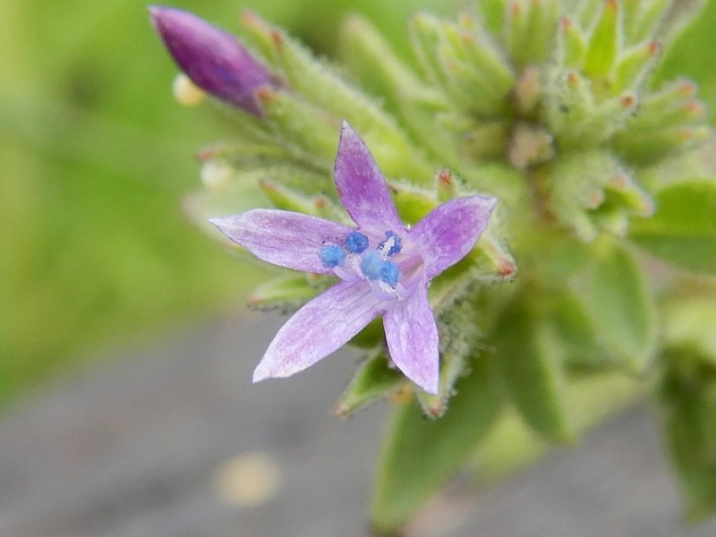 Sticky False Gilyflower photo 5