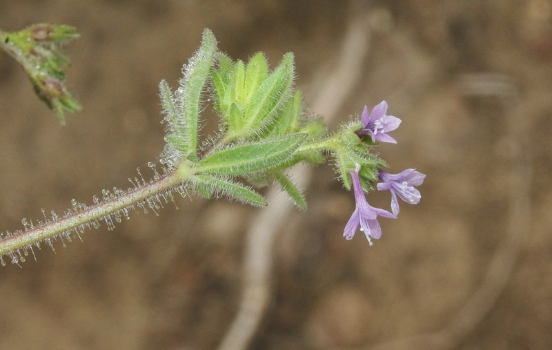 Sticky False Gilyflower photo 6