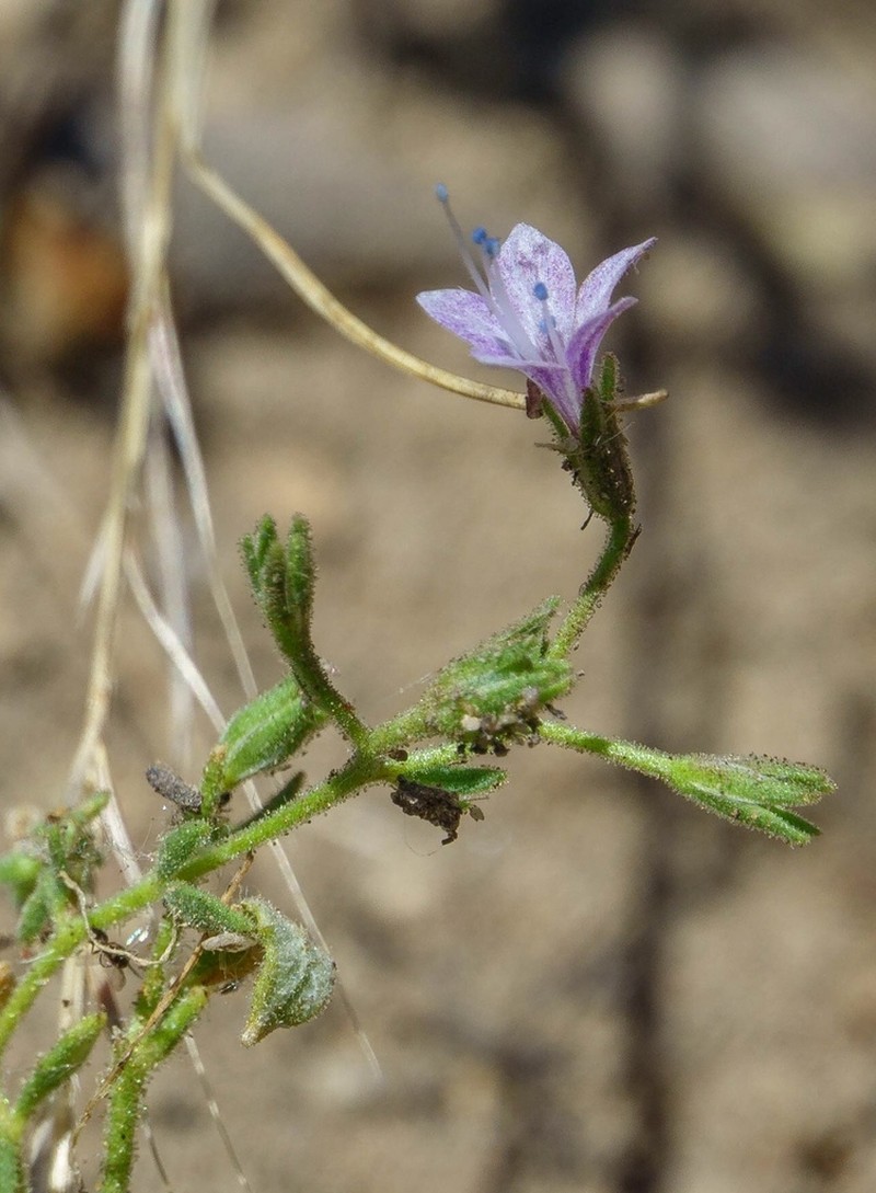 Sticky False Gilyflower photo 7
