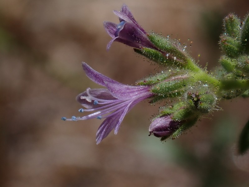 Sticky False Gilyflower photo 8