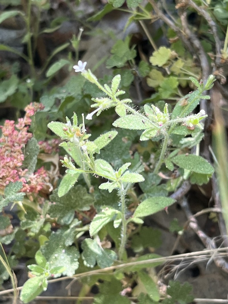 White False Gilyflower