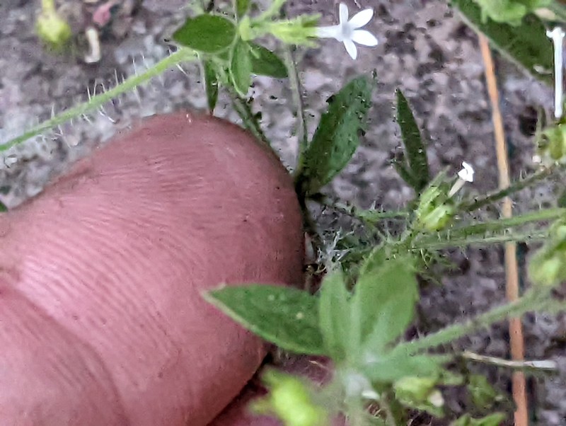 White False Gilyflower photo 2