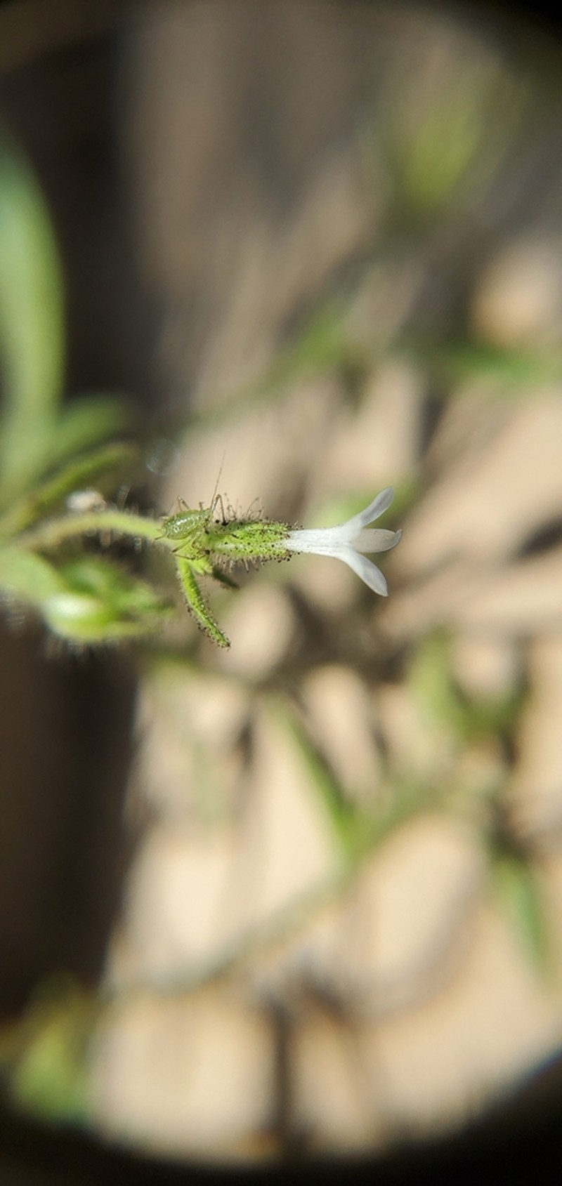 White False Gilyflower photo 3