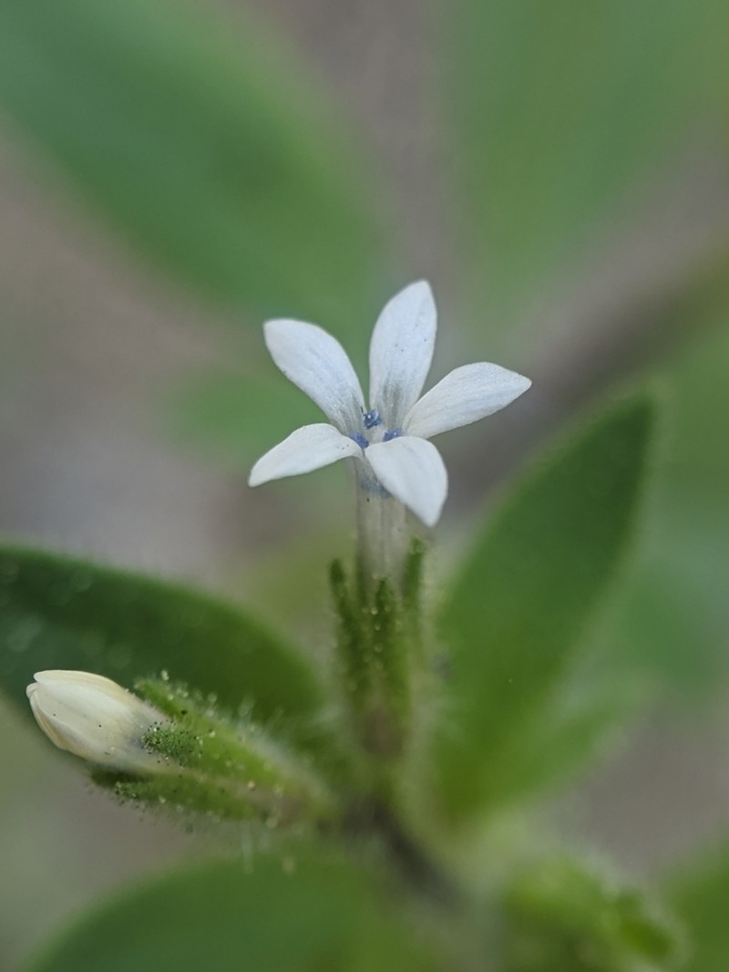White False Gilyflower photo 4
