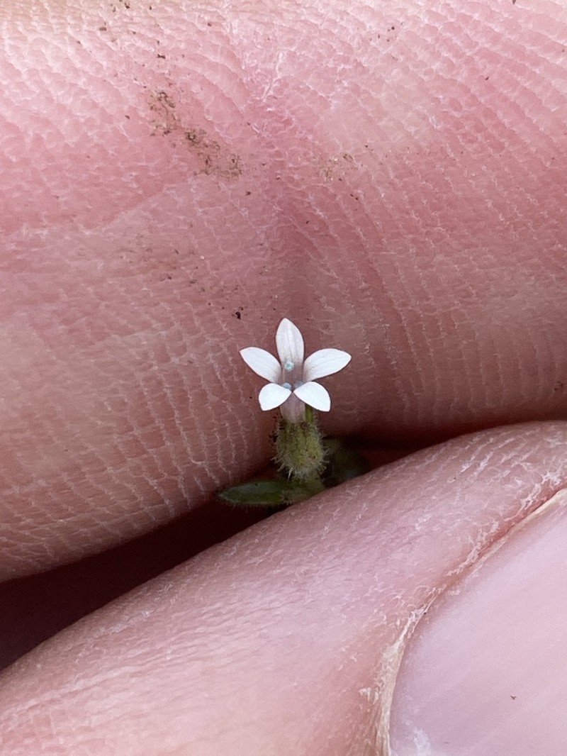 White False Gilyflower photo 5