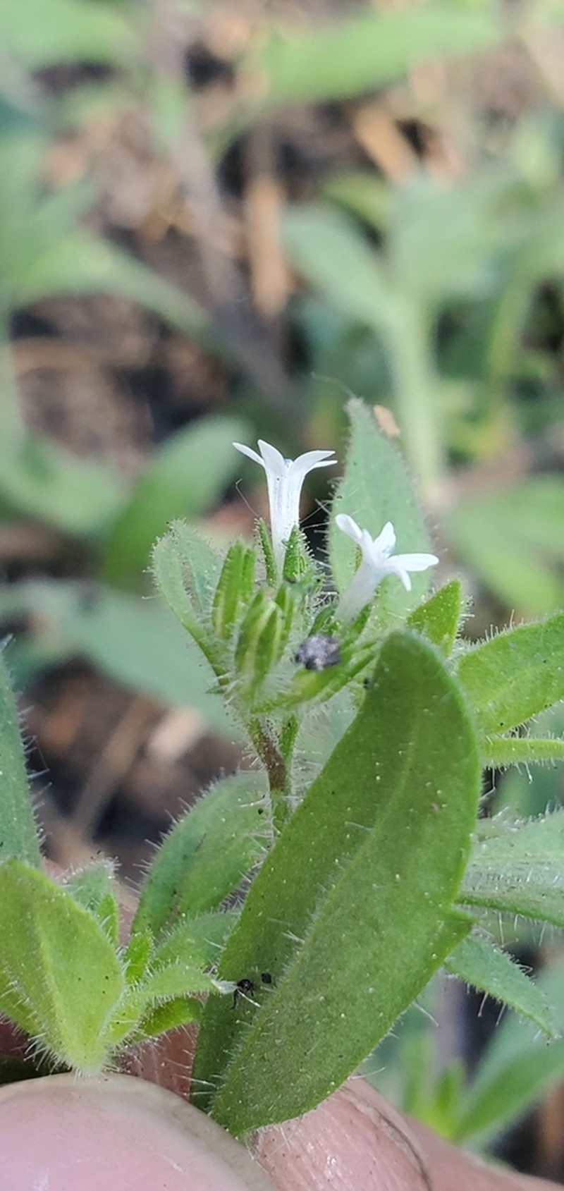 White False Gilyflower photo 6