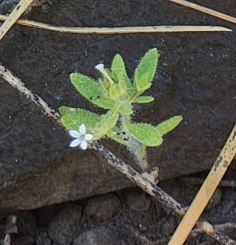 White False Gilyflower photo 8