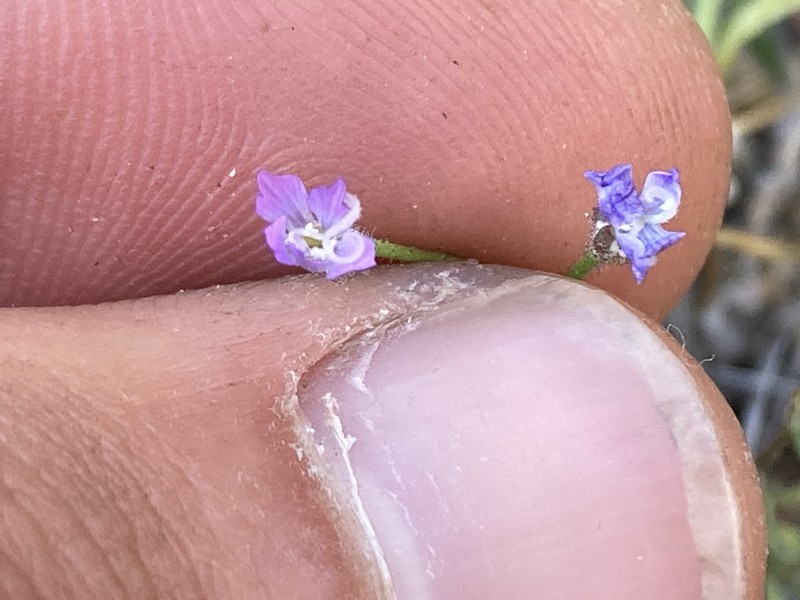 Allophyllum nemophilophyllum
