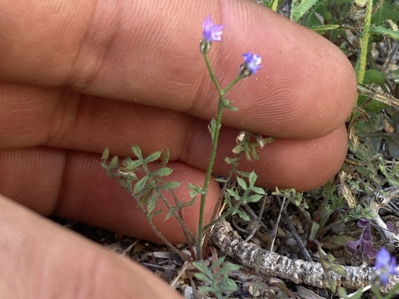 Allophyllum nemophilophyllum photo 2
