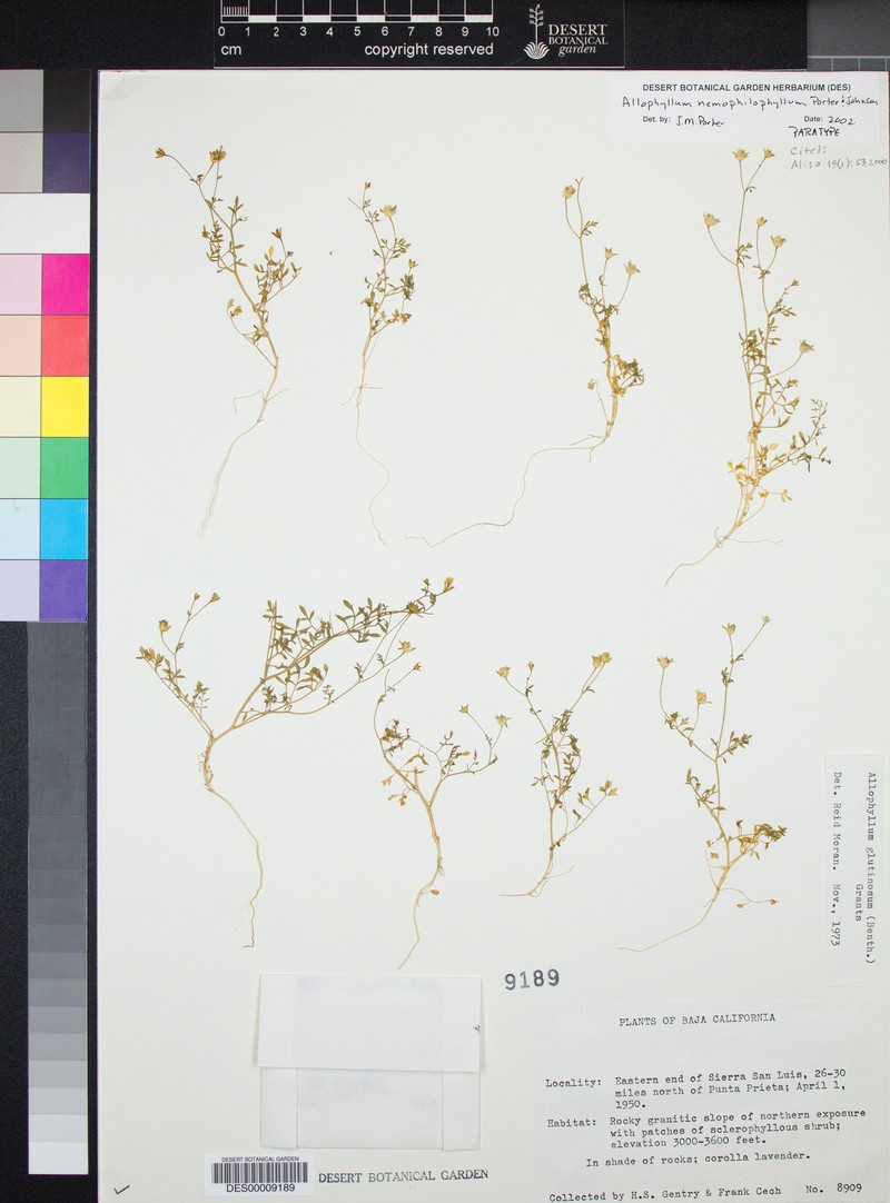 Allophyllum nemophilophyllum photo 3