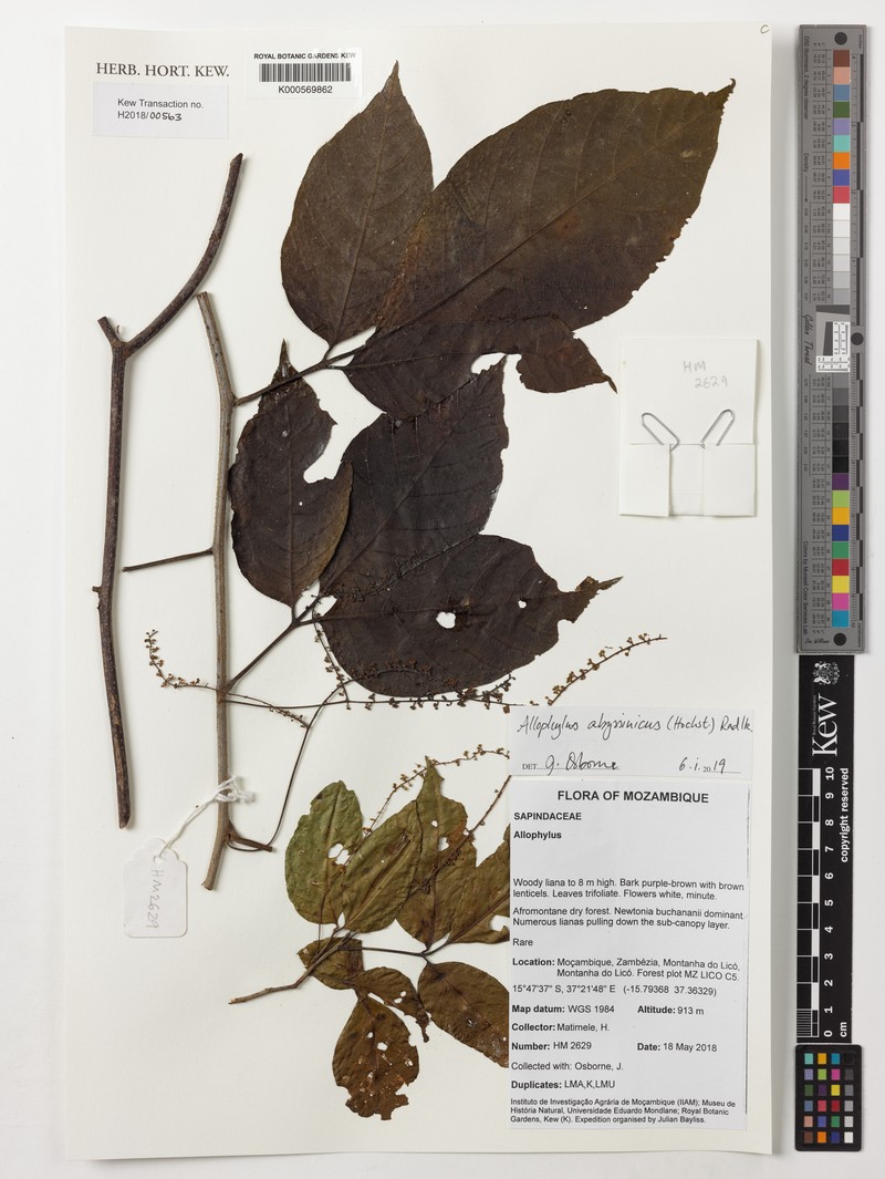 Allophylus abyssinicus photo 2