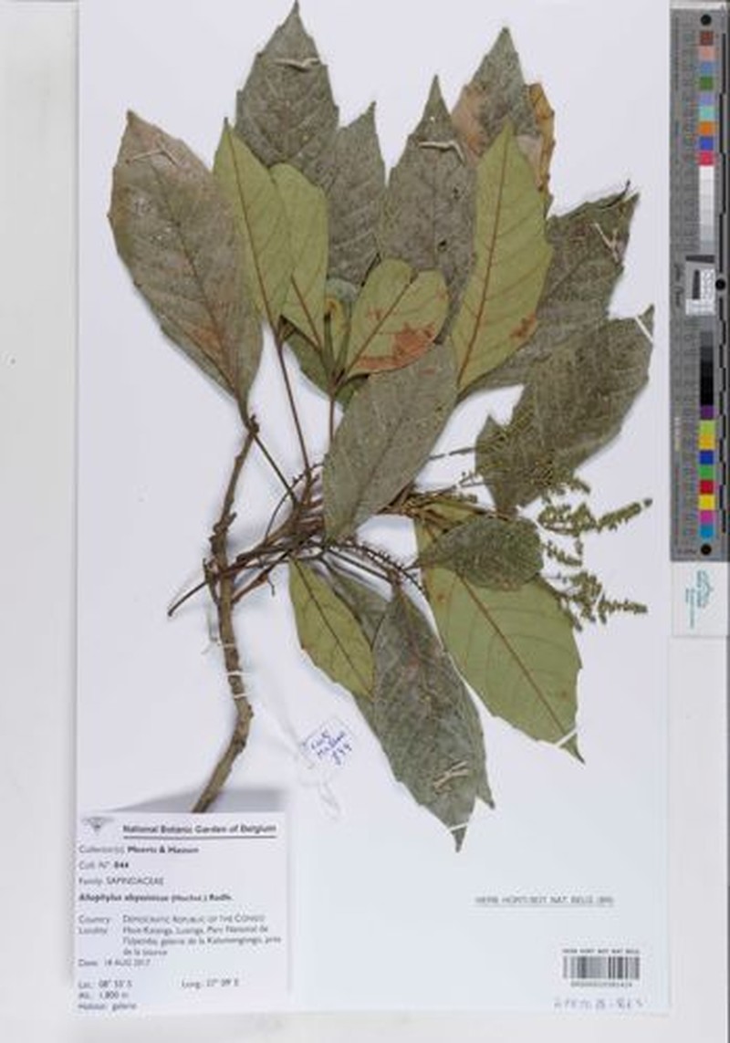 Allophylus abyssinicus photo 3