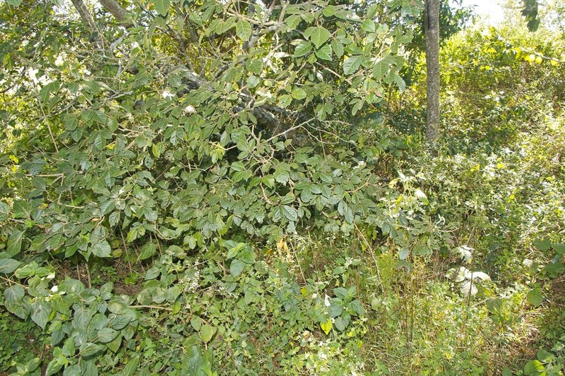 Allophylus africanus