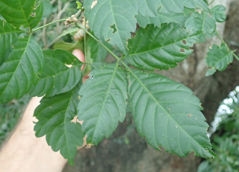 Allophylus africanus photo 3