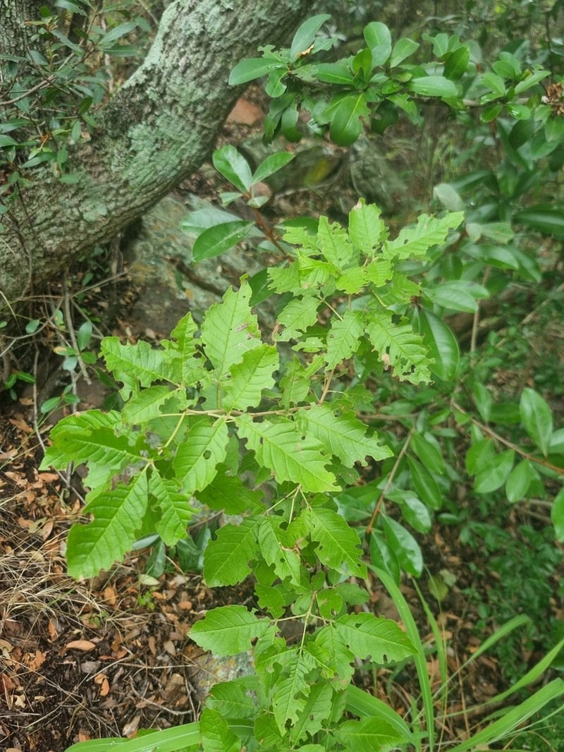 Allophylus africanus photo 4