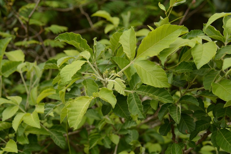 Allophylus africanus var. africanus photo 4